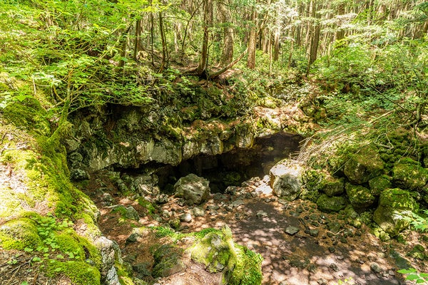 青木ヶ原樹海「富士風穴」バスツアー2
